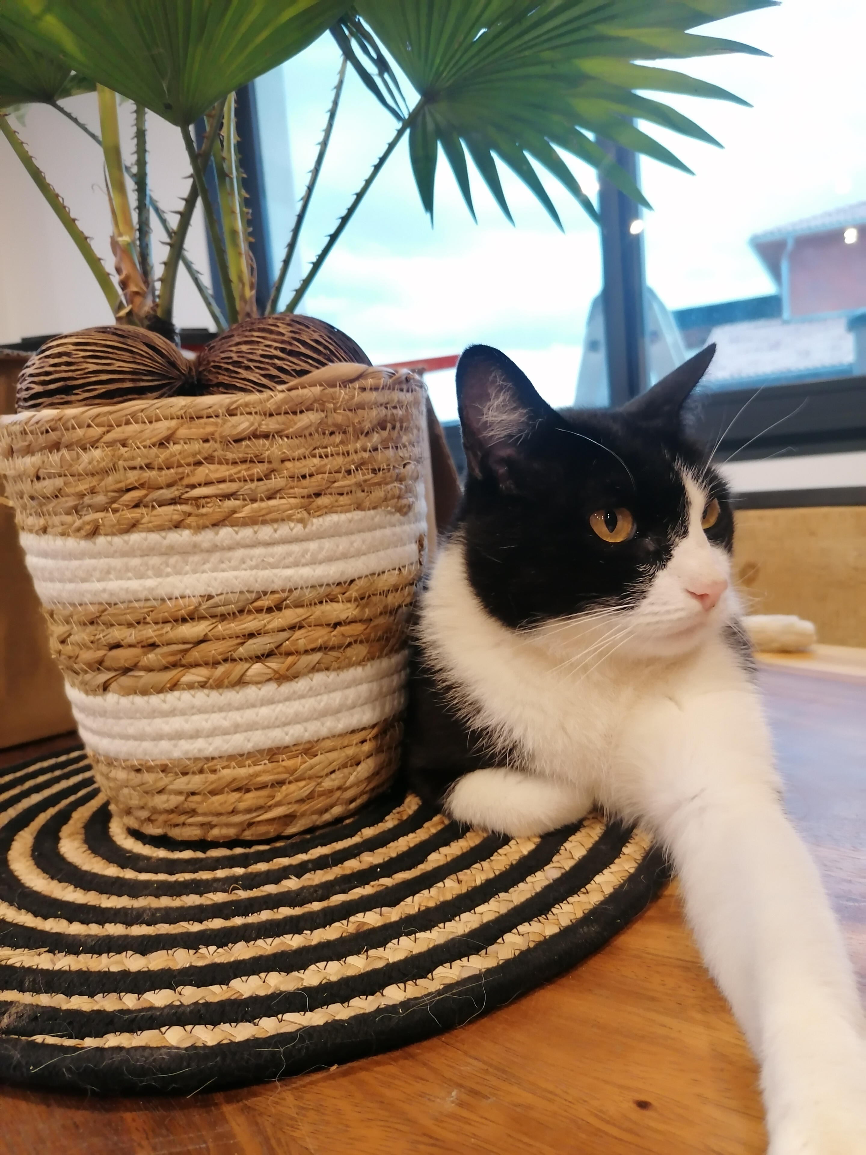 Sakapuce - Visite à domicile chiens et chats - Albertville