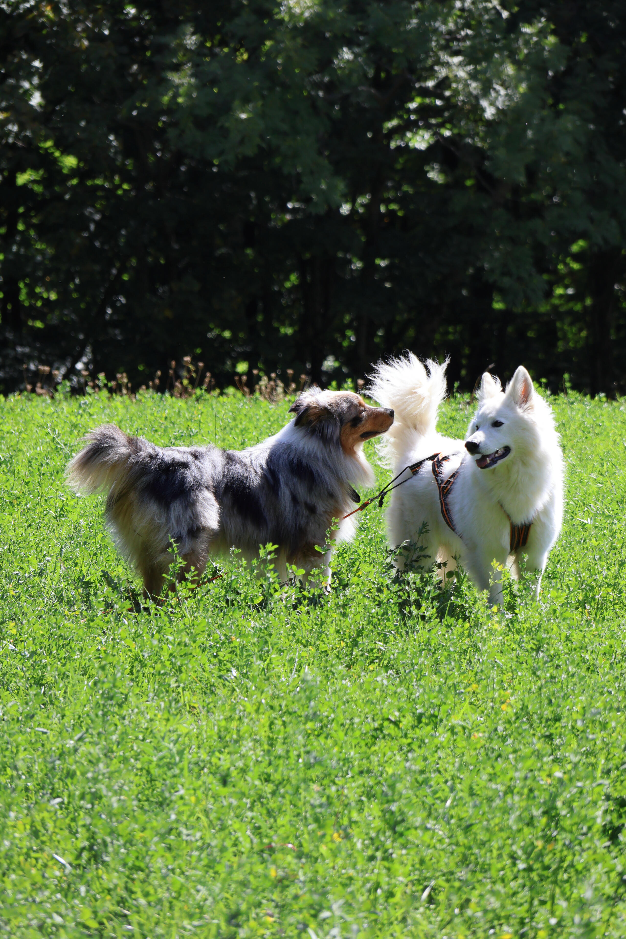 Sakapuce - Balade canine - Albertville