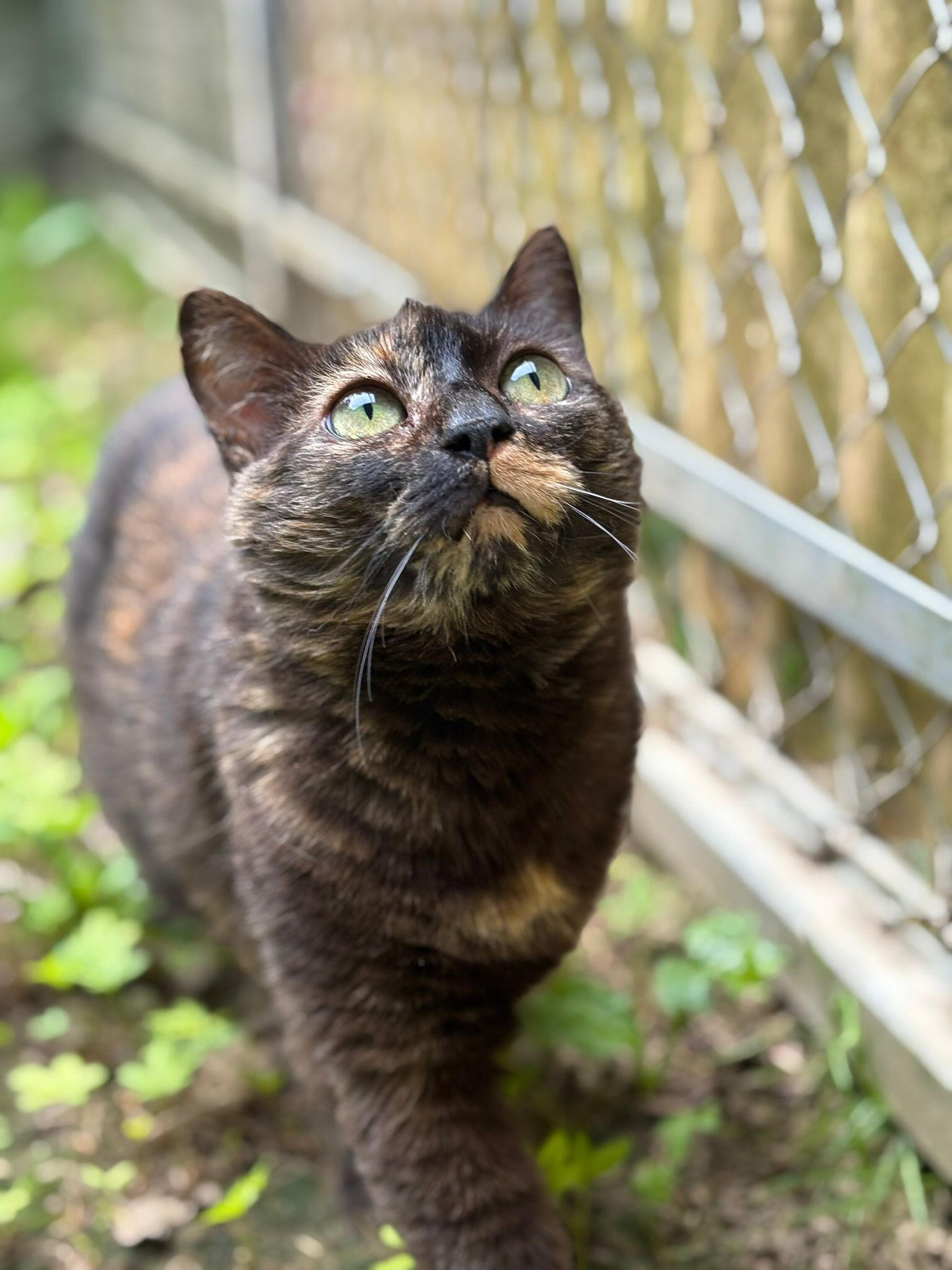 Transport d'animaux chiens et chats - Albertville